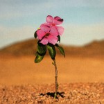 Mensagem Episcopal: Semana de oração pela Unidade dos Cristãos 2026